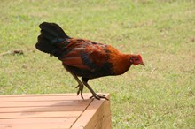 Besuch auf der Veranda