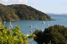 Mangonui