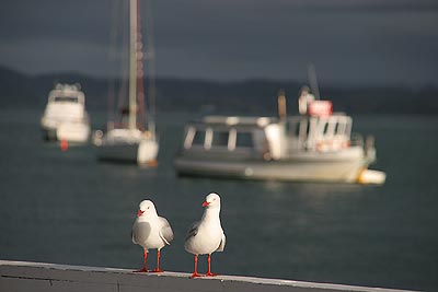 Möwen am Pier