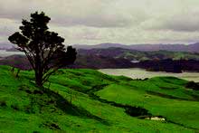 Coromandel