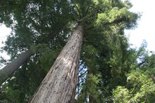 Redwood