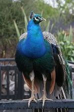 Pfau
