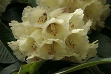 Rhdodendron in Pukeiti