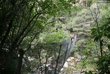 Wanui Fall - Hanging Bridge