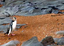 Yello Eyed Penguin