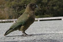 Kea