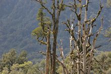 am Haast River