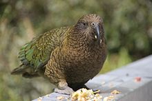 Kea mit Beute