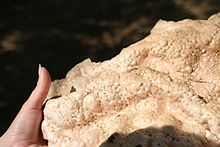 Reisbrot