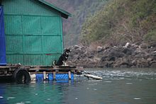 Halong Bay