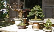 Bonsai Gärtnerei