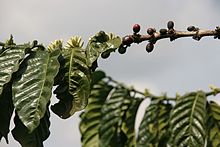 Kaffeebaum Arabica