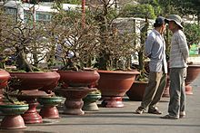 Bonsaimarkt Saigon