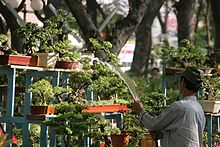 Bonsaimarkt Saigon