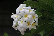 Frangipani