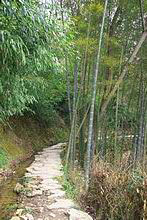 Bambuspfad