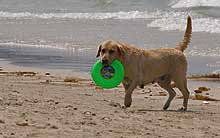 Fresbee Doggy
