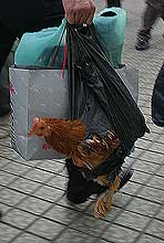 Chicken in a bag