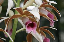 Orchidee im Park
