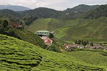 Bharat Tea Estate