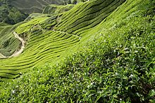 Boh Tea Estate