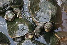 Schilfkröten - Zeichen für langes Leben