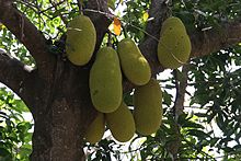 Jackfruit