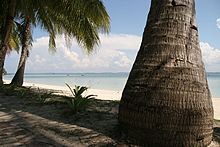 Palmen am Strand