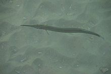 Needlefish