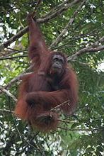 Orang Utan