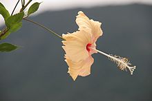 Hibiscus